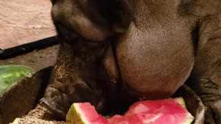 Piggy Sue the Pot Belly Pig