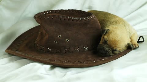 Little puppy loving her owner cap cap