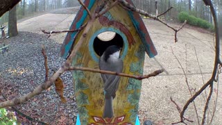 chickadee checking out bird house