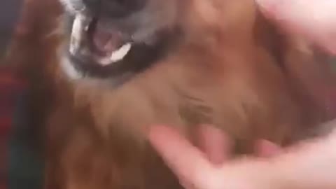Playing with Angry Dog