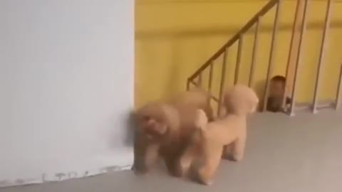 COCHORRINHO SCARING THE OWNER