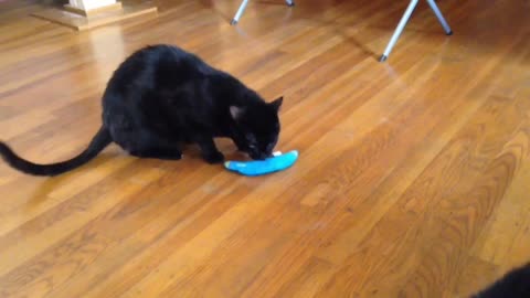 Toad thrusts his catnip toy at Bovine