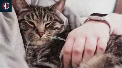 Here’s What It Really Means When Your Cat Curls Up With You For Cuddles