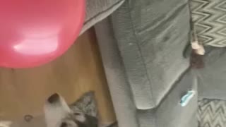 Toddler and husky ballon fun , watch till end so cute !! Ki