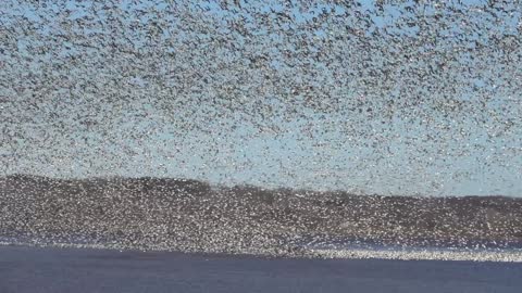 Snow Geese Over Mississippi River