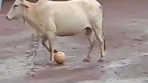 Cow ply futball funny videos