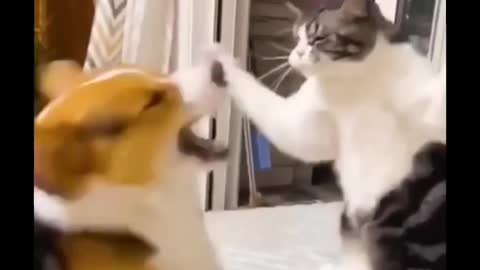 Dog and cat fight 🤔🤔