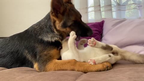 German Shepherd Puppy vs. Kitten