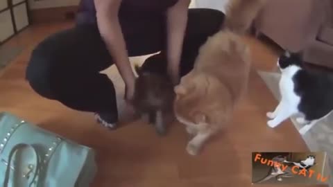How Cat & Dogs behaviour first time meeting.