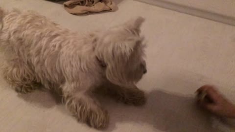 Westie doing a step dance