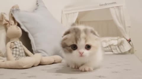 Very cute cat video | funny cat video