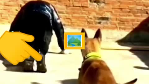 dog Islamic video