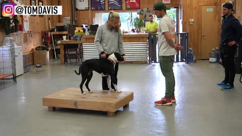 How to Train ANY_DOG the basics_Dog Training foundation