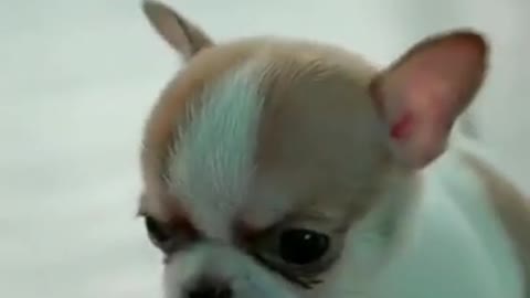 Adorable Tiny Chihuahua Baby