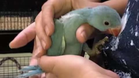 Cute parrots from baby to adults