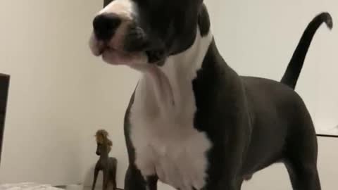 Excited puppy discovers himself in the mirror, hilarity ensues