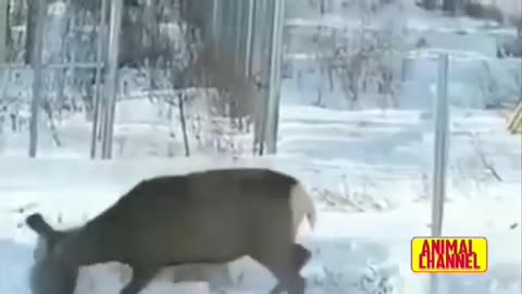 Bobcat Hunts a Female Mule deer in Siberia