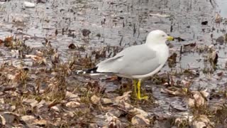 A seagull in lake