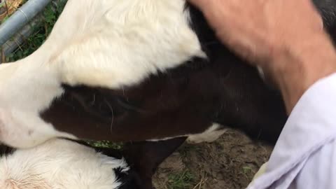 Bottle Calves Holstein