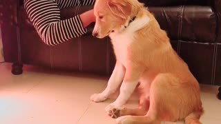 Dog Figures Out How To Train His Human
