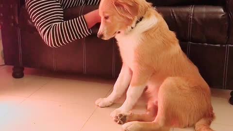 Dog Figures Out How To Train His Human