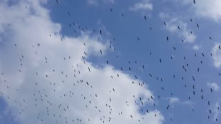 Herd Of Birds Wing In Sky Morning Invasion
