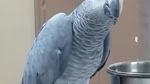 Funny Parrot - A Cute Funny Parrots Talking Videos Compilation 01