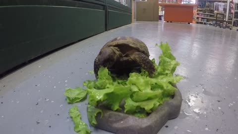Cute Box Turtle Enjoying a Snack