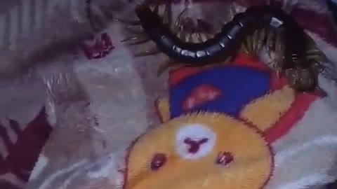 Large Centipede Found in Blanket