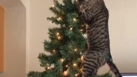 Gato na árvore de natal