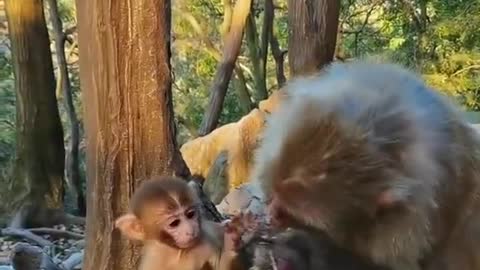 Mummy monkey prank his baby