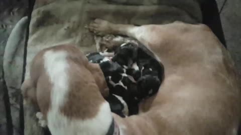 Newborn baby basset hounds