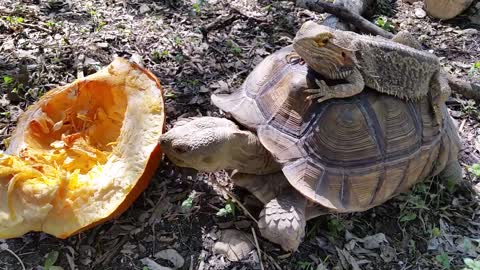 Lizard rides atop food-crazed tortoise