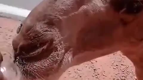Camel is thirsty