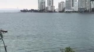 Delfines en la bahía de Cartagena