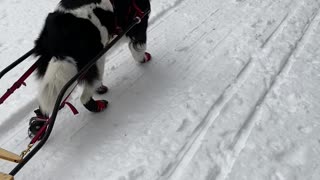 Newfoundland Pulls Sleigh through Mountain Trail