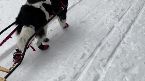 Newfoundland Pulls Sleigh through Mountain Trail