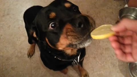 Curious Rottweiler Dances Around Before Tasting A Sour Lemon Slice