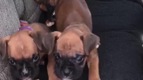 Phoenix Ridge Boxers Puppies in the car!