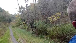 Another Training Vlog: Kinzua Valley Trail Run