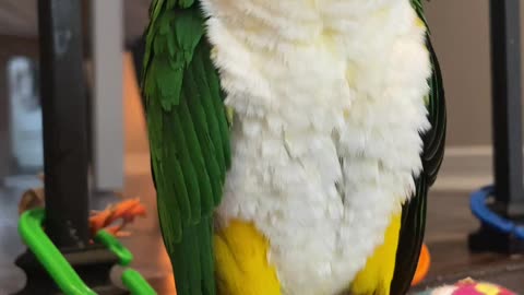 BoBo the Caique