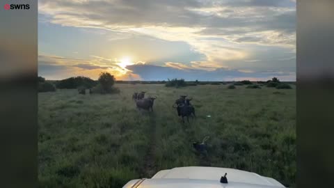 Tiny dog bravely confronts a herd of lively wildebeest in South Africa - SWNS_Cut.mp4