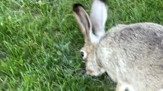 Rabbit & Grass