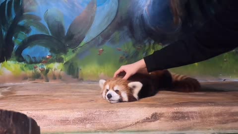 Cute red panda massage