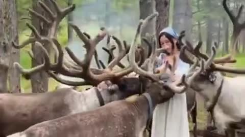 Cute girl and beautiful // 12 singha animals video