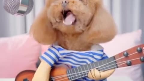Dog plays guitar. Cute animal moments
