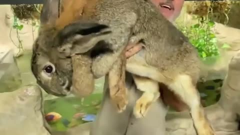 So big Rabbit 😍
