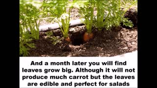 Top 7 easy to grow vegetables at home for beginners