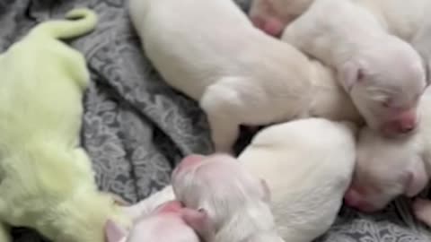Golden Retriever Puppy Born With Green Fur