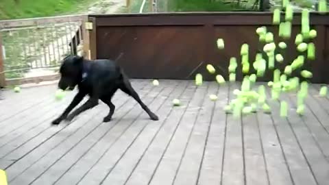 Dog Fan Of Tennis Balls Gets To Chase Them To His Heart's Content huttersfrederik We